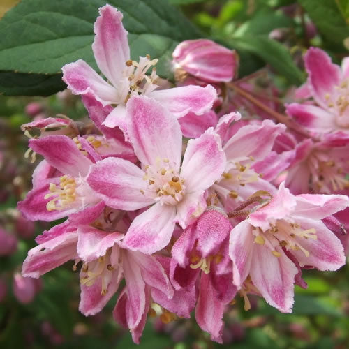 Deutzia 'Magicien'