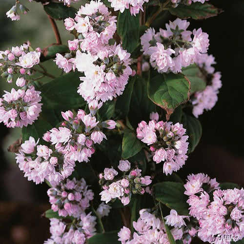 Deutzia 'Pink Pom'