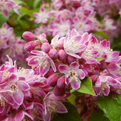 Deutzia 'Strawberry Fields'