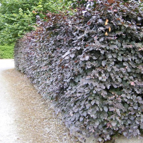 Copper Beech Hedge