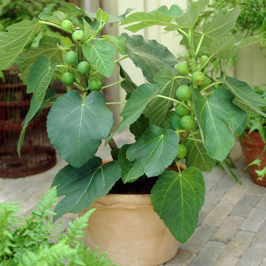 Ficus 'Jerusalem'