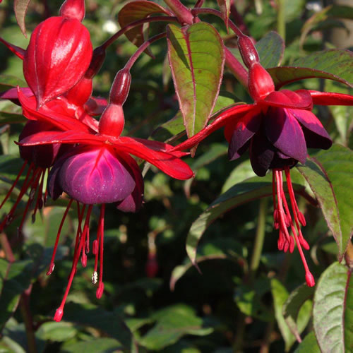 Fuchsia 'Lady Boothby'