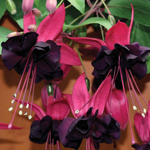 Fuchsia 'Lady in Black'