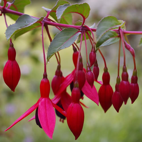 Fuchsia 'Mrs Popple'