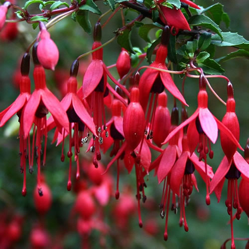 Fuchsia 'Riccartonii'