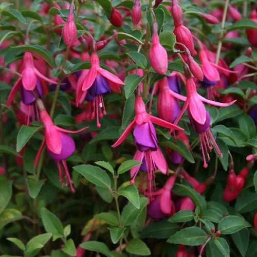 Fuchsia 'Tom Thumb'