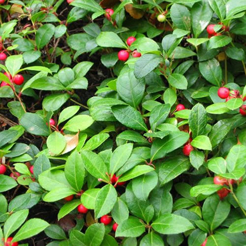 Gaultheria procumbens