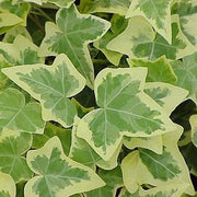 Hedera 'Gold-Edged'