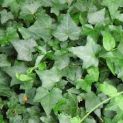 Hedera 'Green'