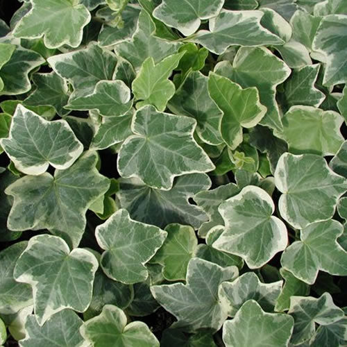 Hedera 'White-Edged'