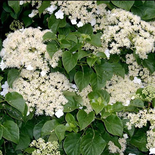 Hydrangea petiolaris