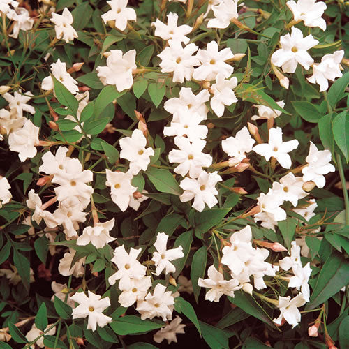 Jasminum officinale