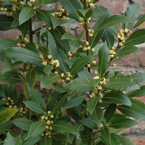 Laurus nobilis Tree