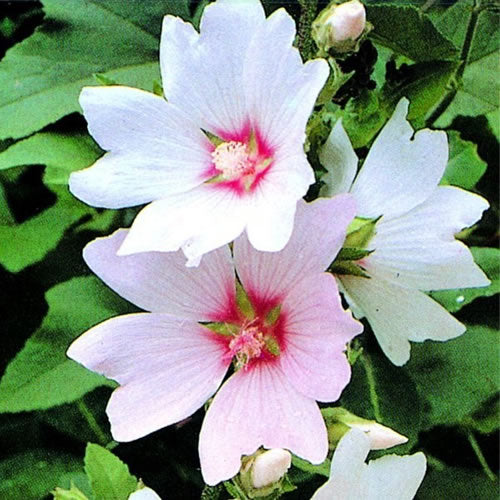 Lavatera 'Barnsley Baby'