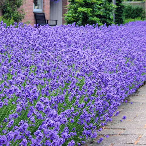 Lavandula 'Hidcote'