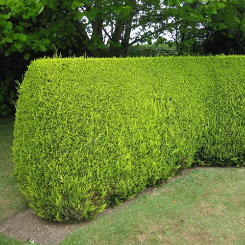 Leylandii 'Castlewellan Gold' Hedge