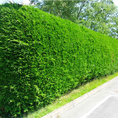 Leylandii Hedge