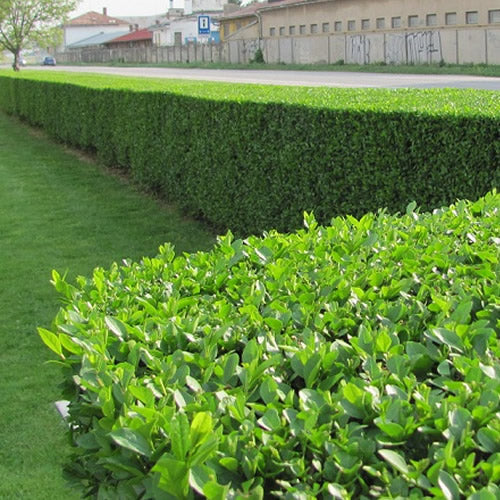 Green Privet Hedge