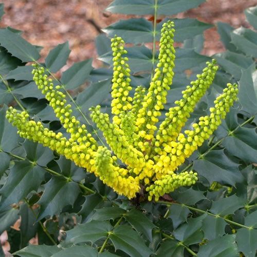 Mahonia 'Winter Sun'