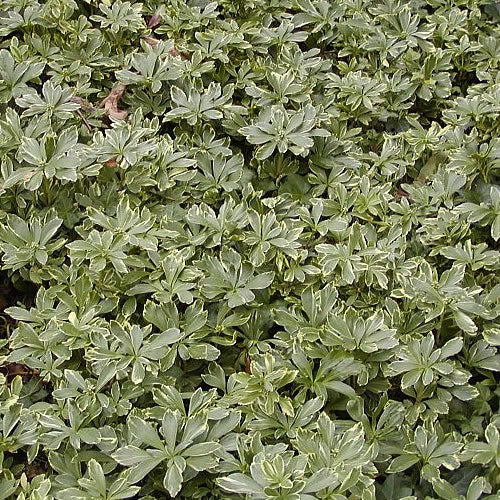 Pachysandra 'Variegata'