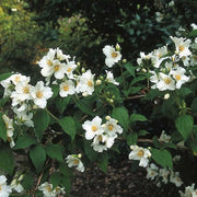 Philadelphus 'Belle Étoile'