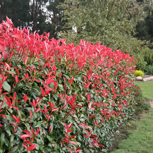 Red Robin Hedge