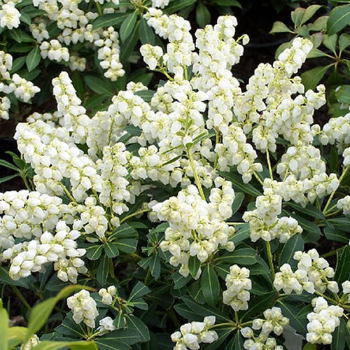 Pieris 'Debutante'