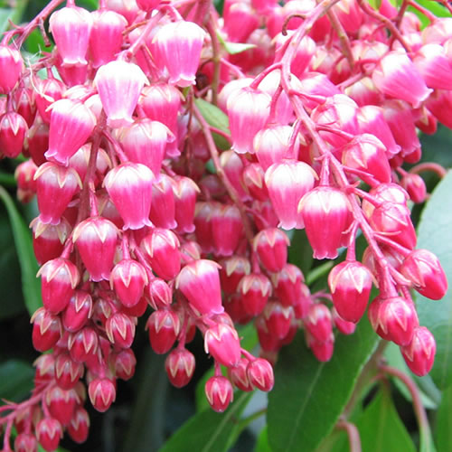 Pieris 'Valley Valentine'