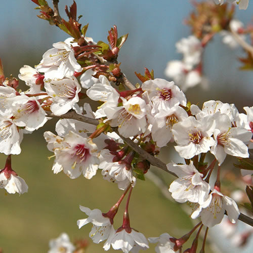 Prunus 'Kojo-no-mai'