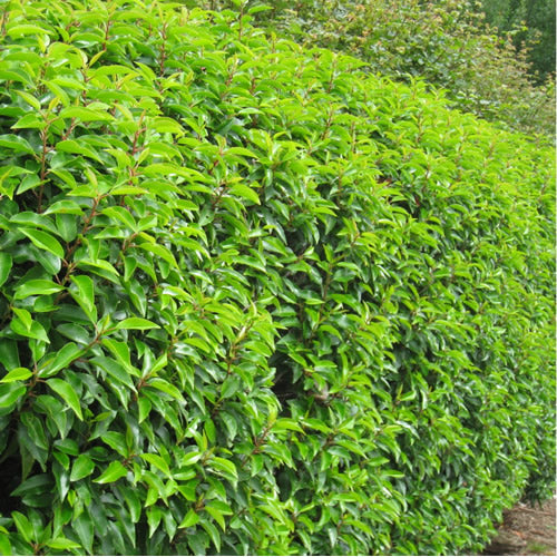 Portuguese Laurel Hedge