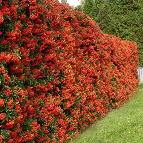 Red Firethorn Hedge