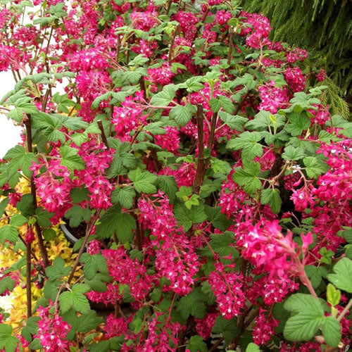 Ribes 'King Edward VII'