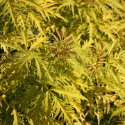 Sambucus 'Sutherland Gold'