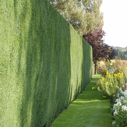 English Yew Hedge