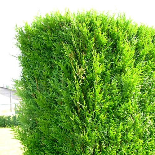 Western Red Cedar Hedge