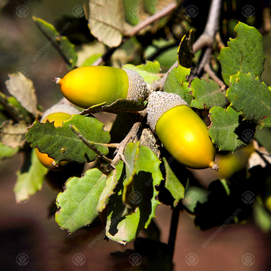 Quercus ilex