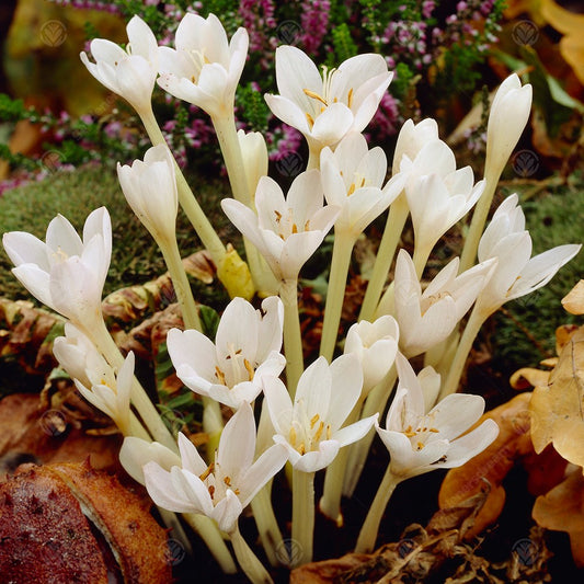 Colchicum autumnale 'Album'