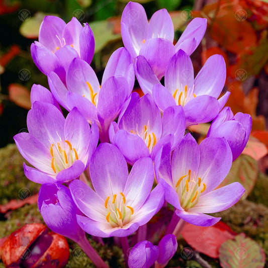 Colchicum 'Dick Trotter'