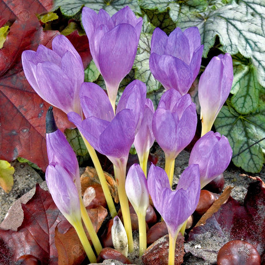 Colchicum 'The Giant'