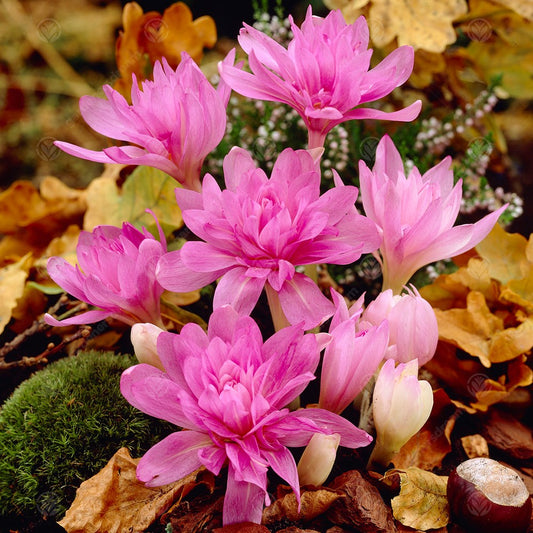 Colchicum 'Waterlily'