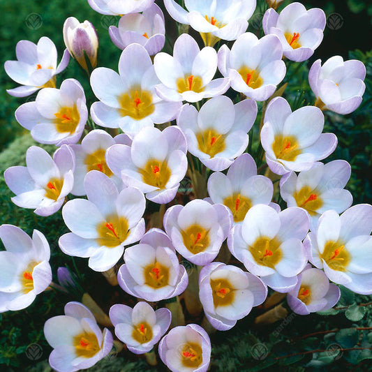 Crocus biflorus 'Blue Pearl'