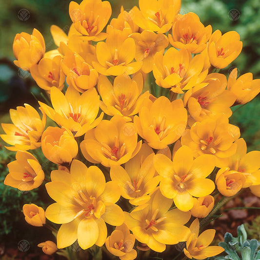 Crocus 'Goldilocks'