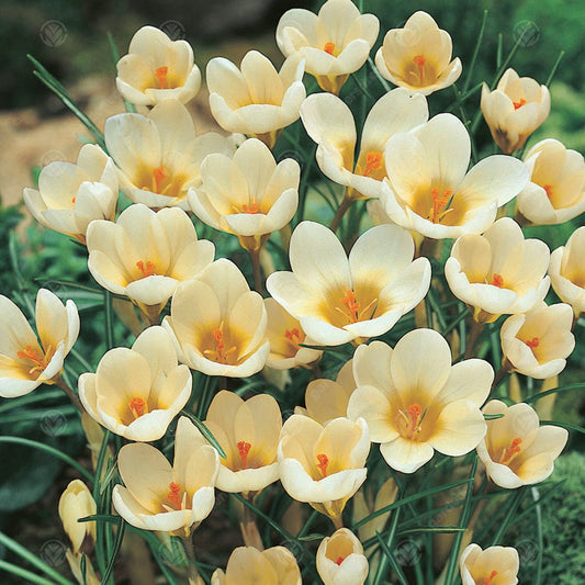 Crocus chrysanthus 'Cream Beauty'