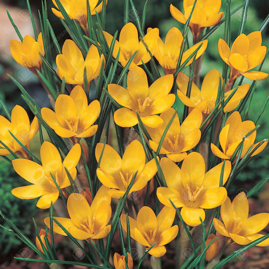 Crocus chrysanthus 'Dorothy'