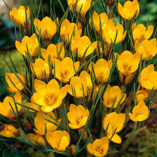 Crocus chrysanthus var. fuscotinctus