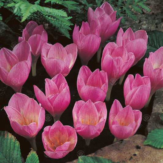 Crocus Kotschyanus