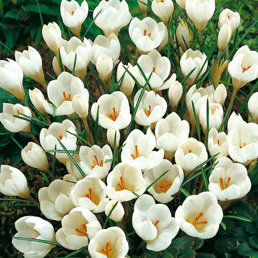 Crocus biflorus 'Miss Vain'