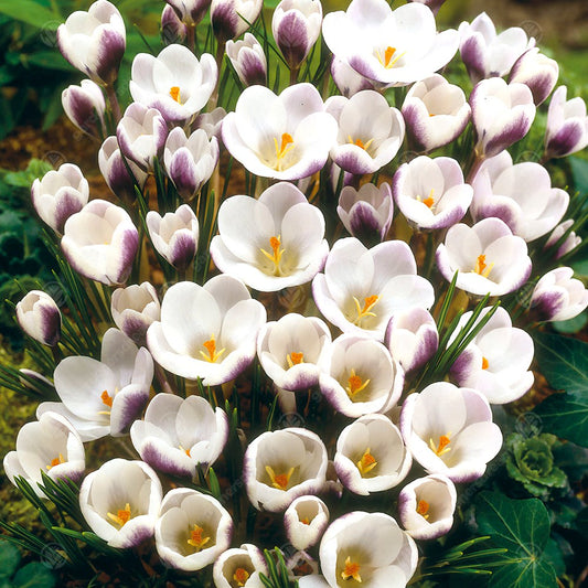 Crocus 'Prins Claus'