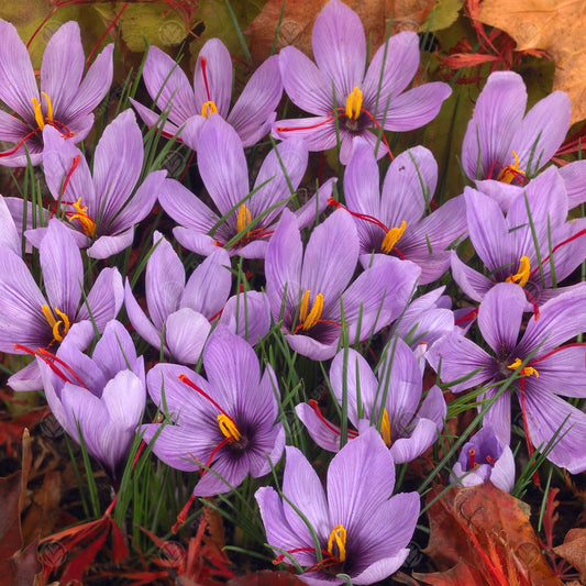 Crocus sativus