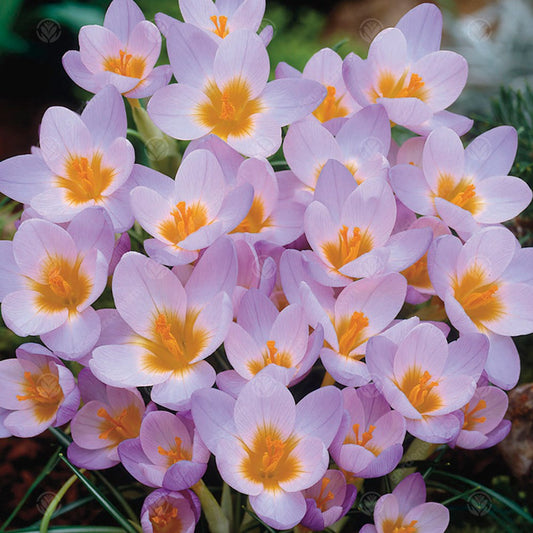 Crocus sieberi 'Firefly'